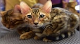 Feline Felons: How a former British cop and partner made £280,000 by selling sick and dying cats to customers