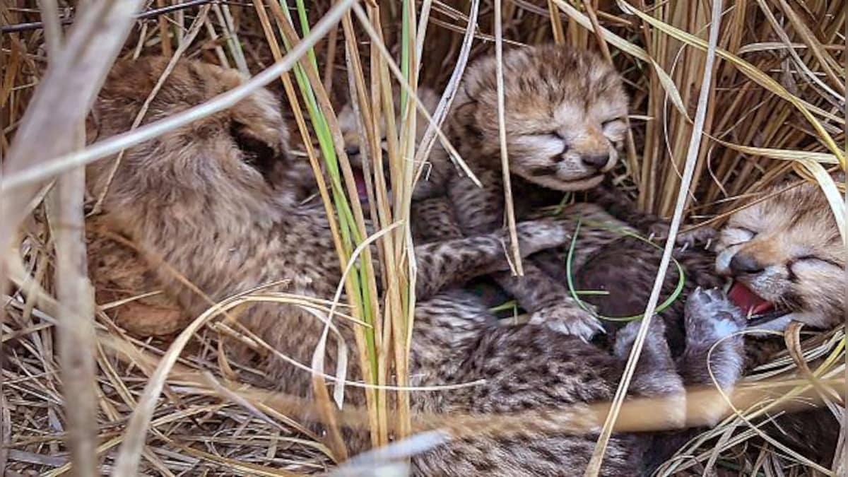 6 deaths in 2 months, but the worst is yet to come: Why India will see more cheetah deaths