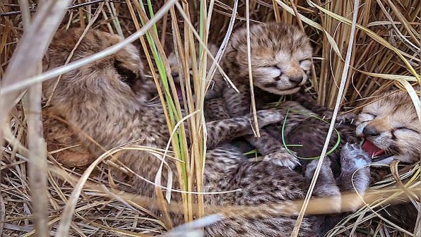 6 deaths in 2 months, but the worst is yet to come: Why India will see more cheetah deaths