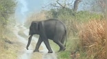 WATCH: Tiger sits down till elephant herd passes by, internet says 'what an encounter'