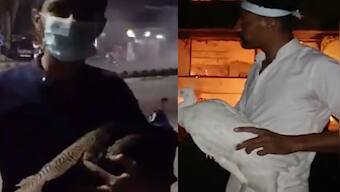 WATCH: After Imran Khan's arrest, supporters steal peacocks, strawberries from Lahore Corps Commander's house