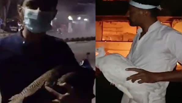 WATCH: After Imran Khan's arrest, supporters steal peacocks, strawberries from Lahore Corps Commander's house