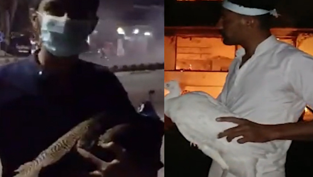 WATCH: After Imran Khan's arrest, supporters steal peacocks, strawberries from Lahore Corps Commander's house WATCH: After Imran Khan's arrest, supporters steal peacocks, strawberries from Lahore Corps Commander's house