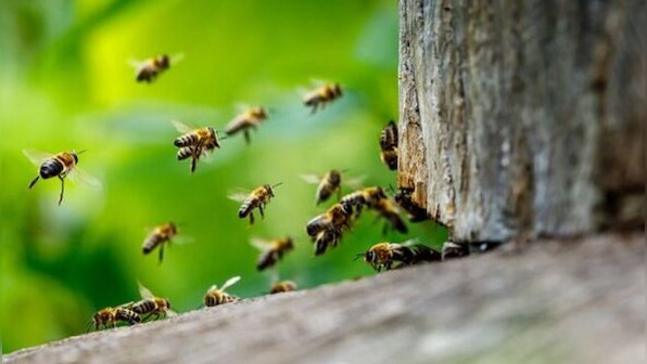 One-legged elderly US man attacked by nearly 1,000 killer bees, stung over 250 times