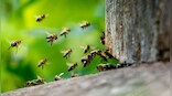 One-legged elderly US man attacked by nearly 1,000 killer bees, stung over 250 times