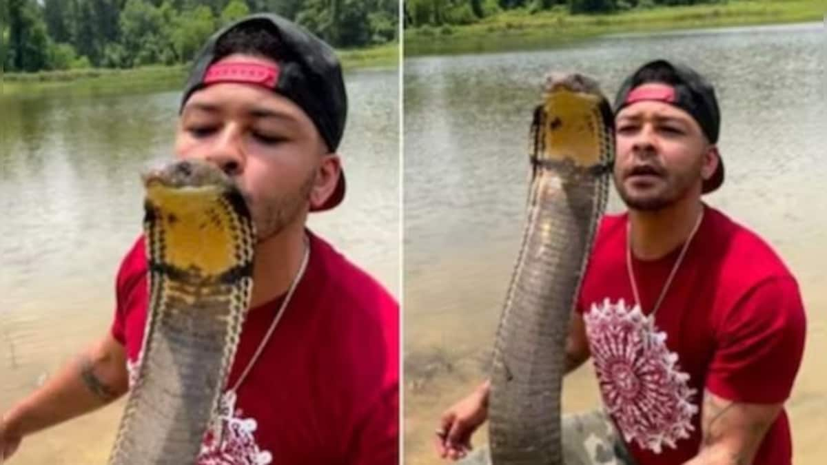 Reptile enthusiast kisses 12-foot-long king cobra in viral video; internet baffled