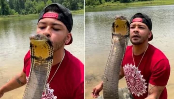 Reptile enthusiast kisses 12-foot-long king cobra in viral video; internet baffled
