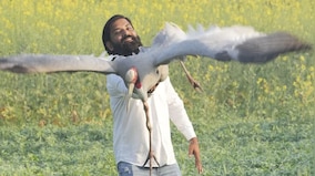 From dal chawal to raw food: How a ‘tamed’ Sarus crane is being prepped for the wild again