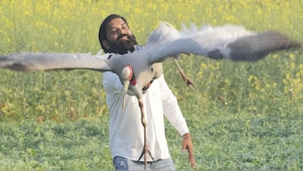 From dal chawal to raw food: How a ‘tamed’ Sarus crane is being prepped for the wild again