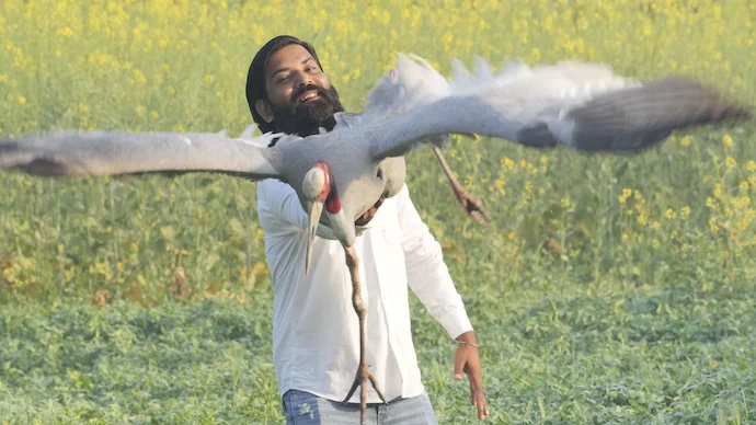 From dal chawal to raw food: How a ‘tamed’ Sarus crane is being prepped for the wild again From dal chawal to raw food: How a ‘tamed’ Sarus crane is being prepped for the wild again