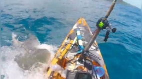 Man narrowly escapes shark attack during fishing in Hawaii; scary video goes viral