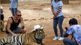 Watch: Two men try to take pictures with a tiger no less, see what happens next
