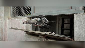 Winged Messengers: Why Odisha Police continues to keep pigeon carriers