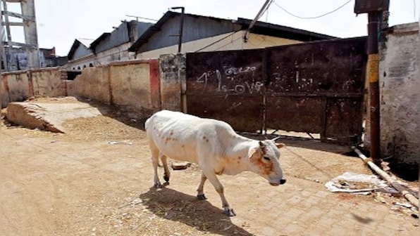 Why anti-cow slaughter law in Karnataka has sparked political slugfest