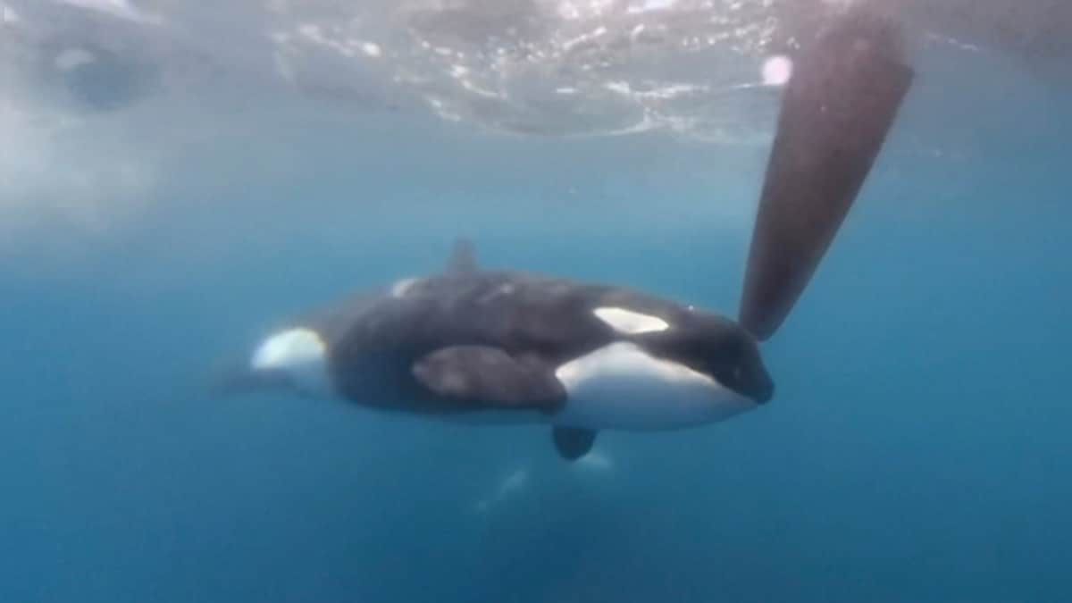 Explained: Why killer whales continue to attack boats in Europe