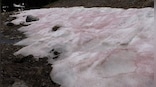 Mountains in Utah glow pink from watermelon snow. What is it?