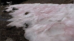 Mountains in Utah glow pink from watermelon snow. What is it?