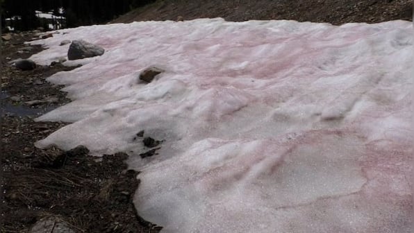 Mountains in Utah glow pink from watermelon snow. What is it?