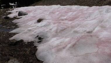 Mountains in Utah glow pink from watermelon snow. What is it?