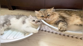 Florida woman leaves Rs 2.4 crore estate to her 7 Persian cats; adoption requests pour in