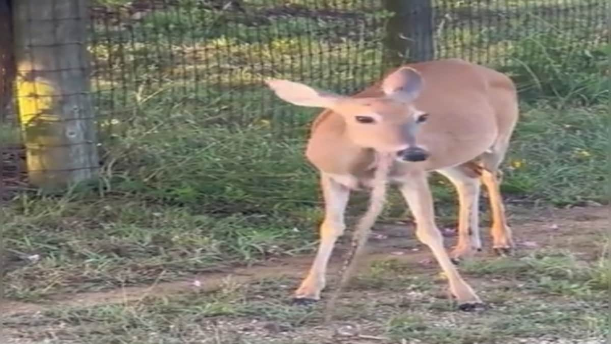 WATCH: Deer eats snake bit-by-bit, netizens baffled