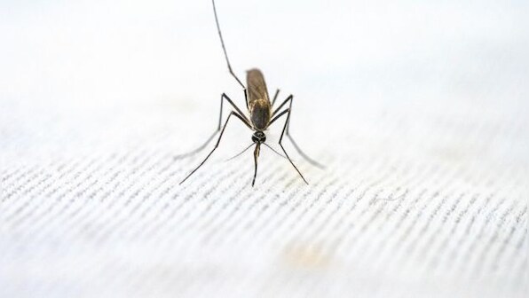 CDC issues warning as mosquitoes bite their way into US causing 5 cases of malaria in 20 years