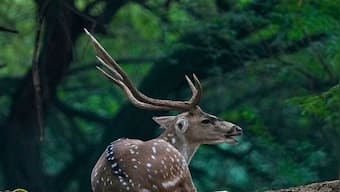 Oh Deer! Why Delhi's Deer Park is shutting down after 55 years