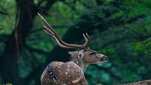 Oh Deer! Why Delhi's Deer Park is shutting down after 55 years