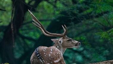 Oh Deer! Why Delhi's Deer Park is shutting down after 55 years