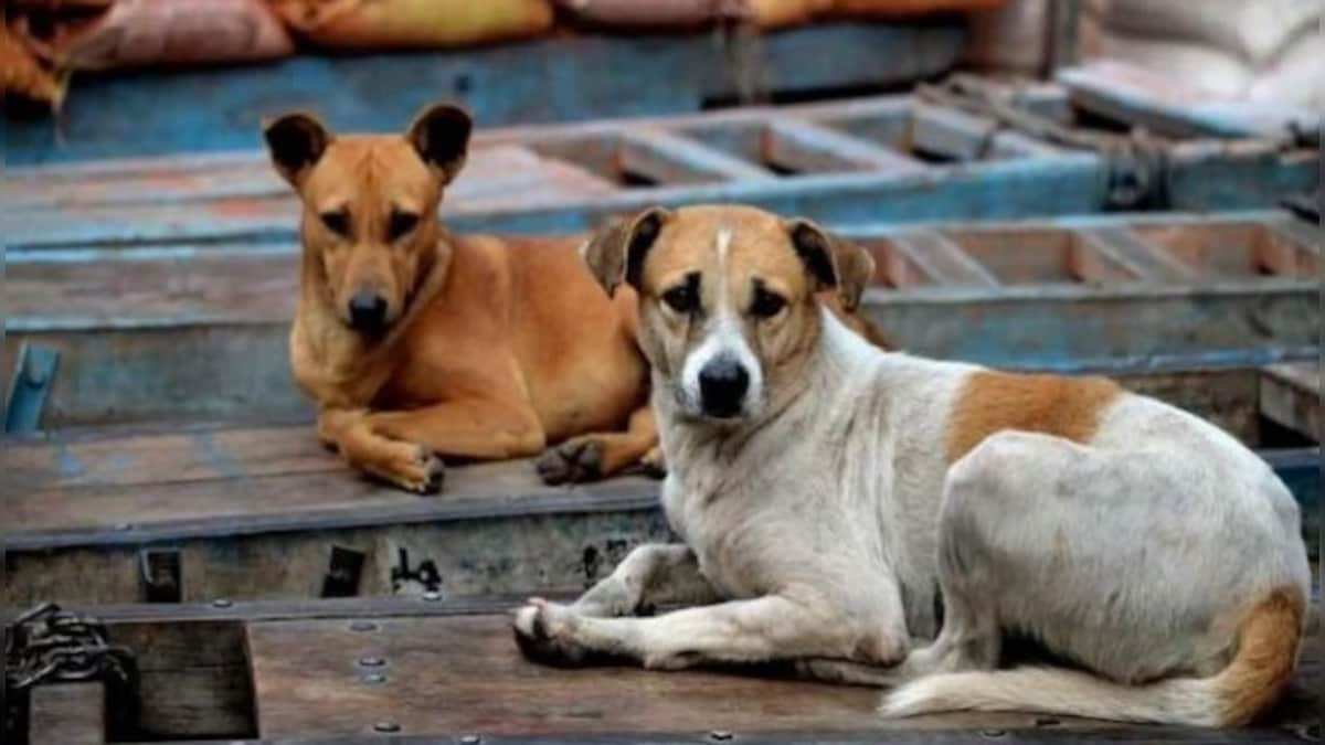 Kerala’s War with Strays: Why the state wants to kill street dogs