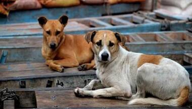 Kerala’s War with Strays: Why the state wants to kill street dogs