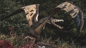 Did feathered dinosaurs become the birds that fly today?