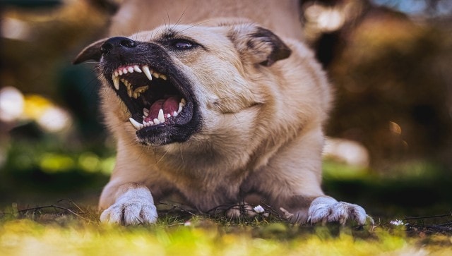 Dog in heat store aggressive