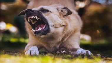 Dog's Fury: How climate change is making dogs more aggressive