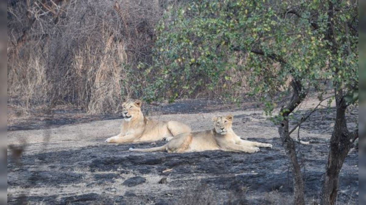 Cyclone Biparjoy: How Gujarat is protecting its famous lions of Gir, other wildlife