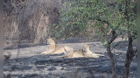 Cyclone Biparjoy: How Gujarat is protecting its famous lions of Gir, other wildlife