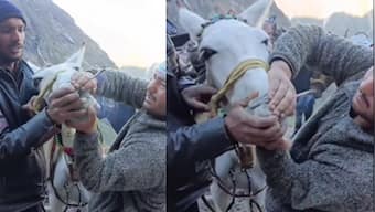 WATCH: Horse forced to smoke weed enroute Kedarnath temple