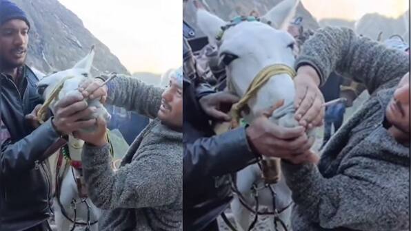 WATCH: Horse forced to smoke weed enroute Kedarnath temple