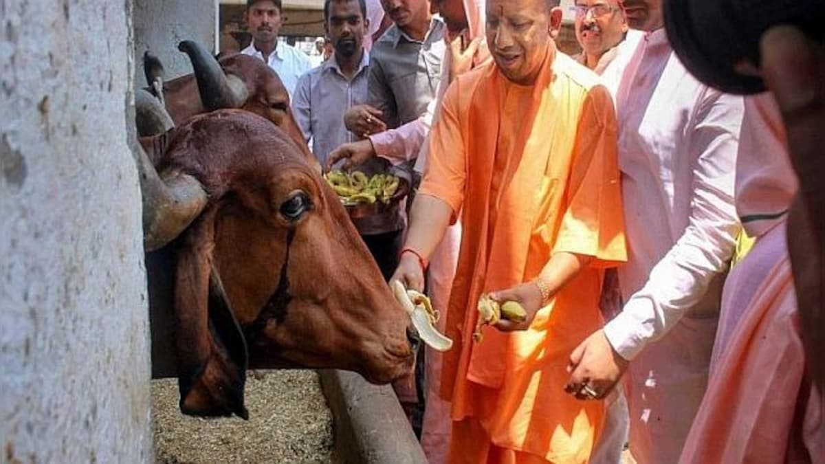 Operation Conviction: UP government's new move to crack down on cow slaughter and child abuse cases