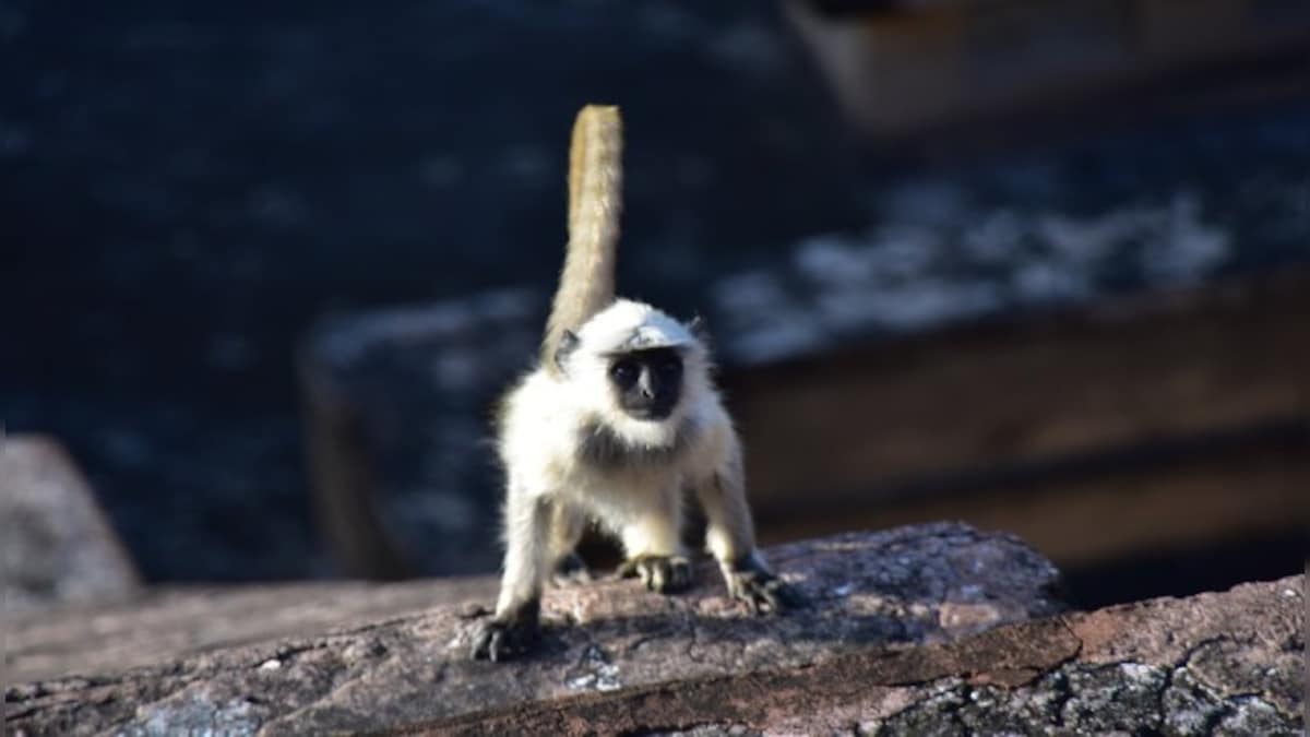 Drones, tranquilizers & more: How Madhya Pradesh's 'most wanted' monkey was captured