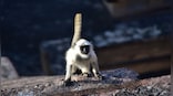 Drones, tranquilizers & more: How Madhya Pradesh's 'most wanted' monkey was captured