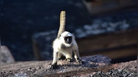 Drones, tranquilizers & more: How Madhya Pradesh's 'most wanted' monkey was captured