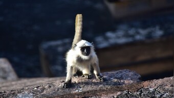 Drones, tranquilizers & more: How Madhya Pradesh's 'most wanted' monkey was captured