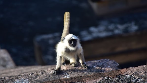 Drones, tranquilizers & more: How Madhya Pradesh's 'most wanted' monkey was captured