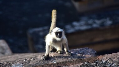 Drones, tranquilizers & more: How Madhya Pradesh's 'most wanted' monkey was captured
