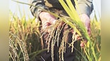 Union Cabinet approves higher MSP for Kharif crops for 2023-24 marketing season