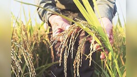 Union Cabinet approves higher MSP for Kharif crops for 2023-24 marketing season