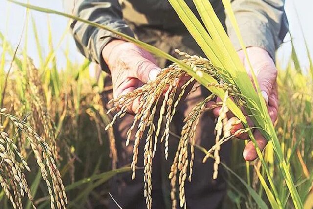 Union Cabinet approves higher MSP for Kharif crops for 2023-24 marketing season Union Cabinet approves higher MSP for Kharif crops for 2023-24 marketing season