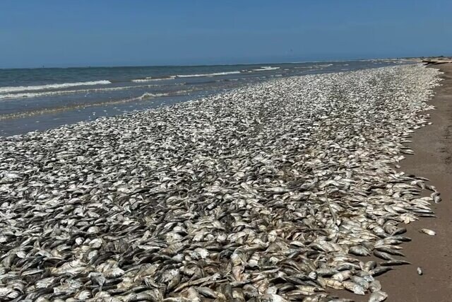 WATCH: Thousands Of Dead Fish Wash Up On Texas Beaches In US, Here's ...