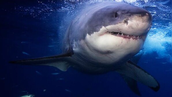 Shark that ate Russian man on camera to be mummified in Egyptian museum